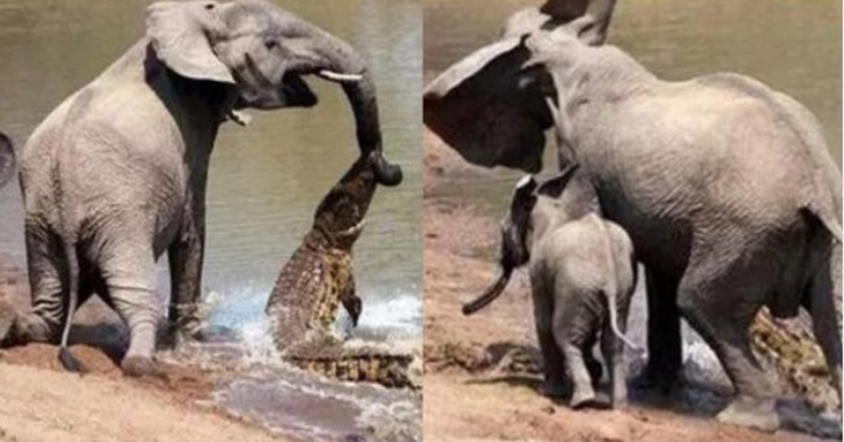 Sloní matka zachránila své mládě před smrtelným útokem krokodýla geniálním trikem
