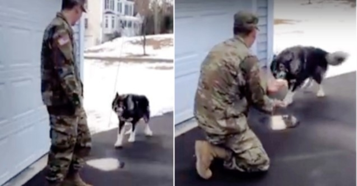 Vlčí pes štěkal na cizince a nepoznal svého vojenského tátu, kterého postrádal