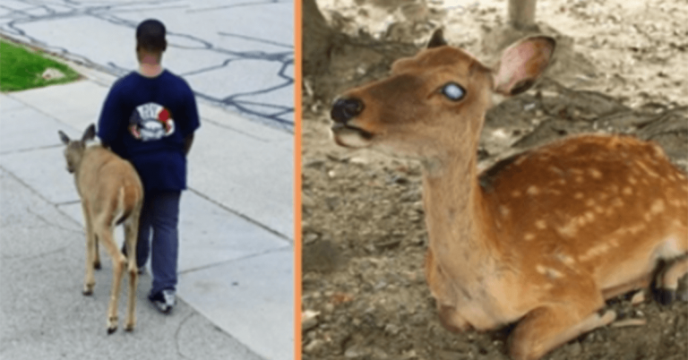 Dobrosrdečný chlapec každý den pomáhá slepému jelenovi najít jídlo před školou
