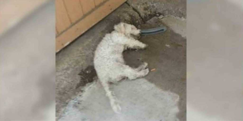 “Mrtvý” pes zvedl hlavu, když si ho přišel vzít domů člověk, na kterého čekal