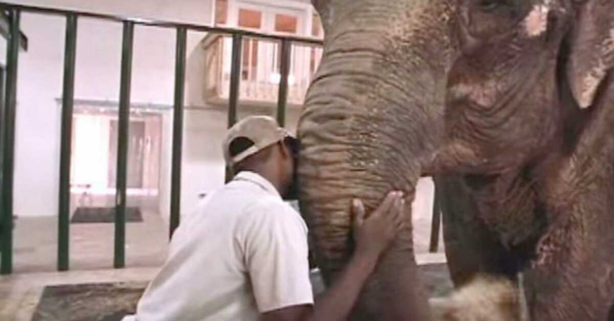 Chovatel v zoo osvobodil slona po 22 letech v zajetí