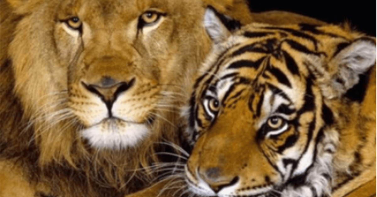 V Rusku se zkřížily cesty lva a tygřice. Tak se narodilo mládě “ligra” a je velmi krásné