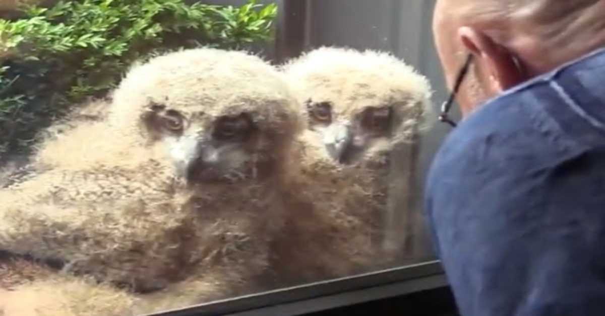 Největší sova na světě vylíhla obří mláďata za oknem muže a teď se s ním dívají na televizi
