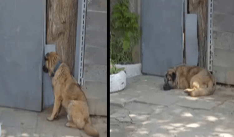 Pes odmítl opustit bránu poté, co ho majitelka vyhodila za přílišnou “laskavost