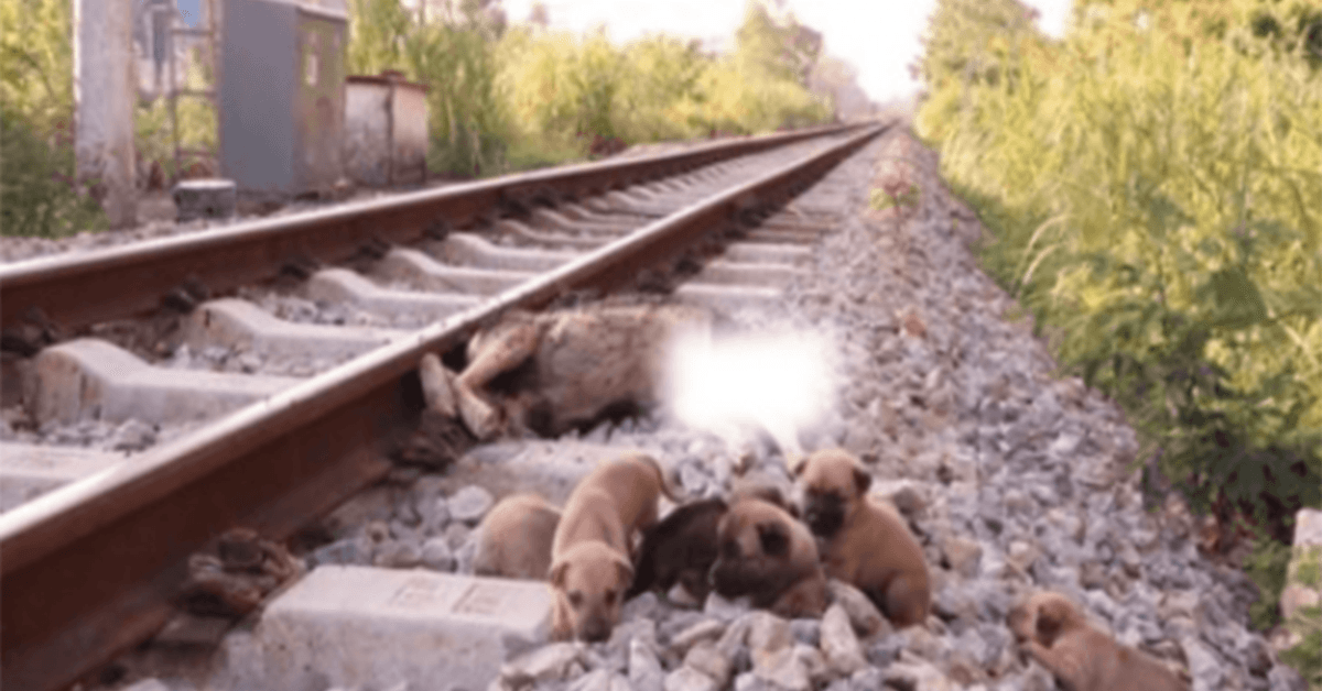 Záchrana 6 ubohých štěňat na vlakových kolejích, když už jejich matka není naživu