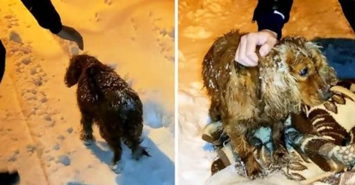 Pes, kterého nechali umřít venku na sněhu, šel z posledních sil po silnici
