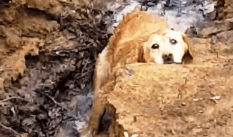 Pohřešovaný pes uvízl v břehu řeky, ale jeho záchranná mise se zvrtla v ošklivý zvrat