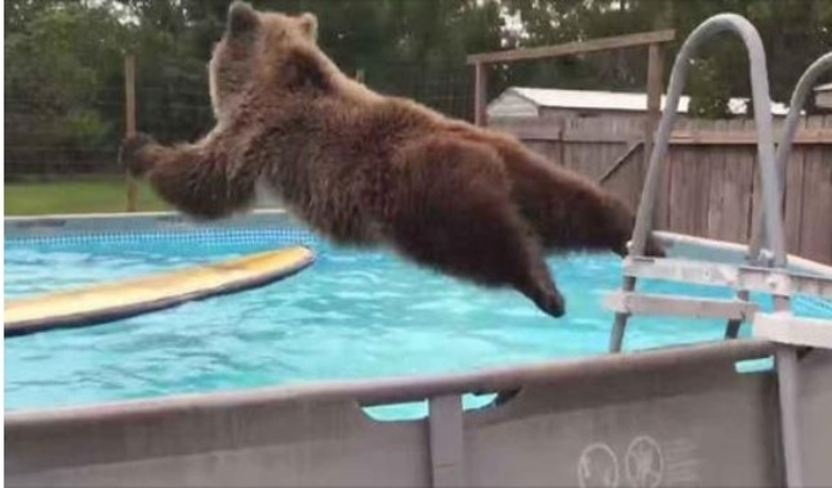 Medvěd grizzly spadne břichem přímo do bazénu, pak se otočí a věnuje kameře obrovský úsměv
