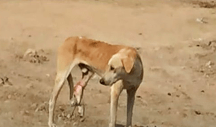 Hladový pouliční pes s uvězněnou nohou nechápe svou bolest a procházejí kolem něj