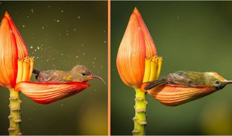 Fotograf zachytil drobného ptáčka, který používá okvětní lístek jako vanu