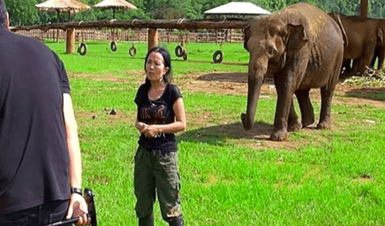 Slonice vtrhne na rozhovor, aby “zachránila” svého ošetřovatele před tazateli