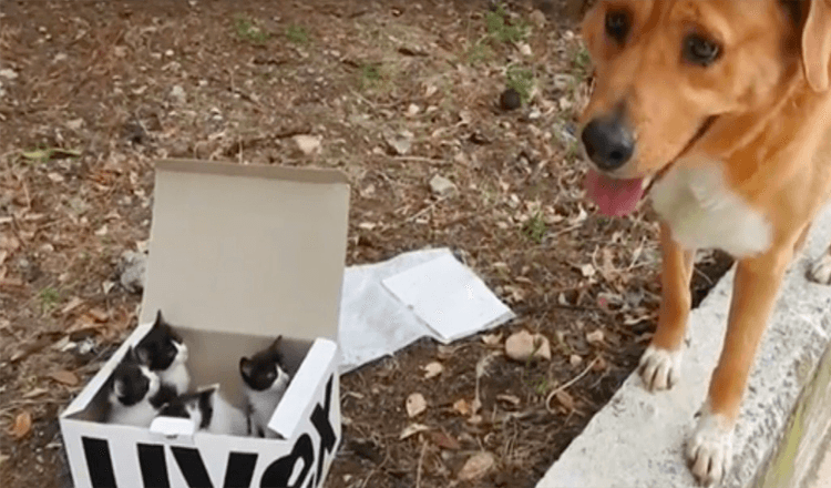 Pes dovedl záchranáře ke krabici s opuštěnými koťaty a stal se nejlepším náhradním otcem