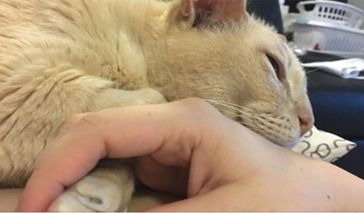 třináctiletá kočka z útulku je adoptovaná, nemůže usnout, dokud ji člověk nedrží za tlapku