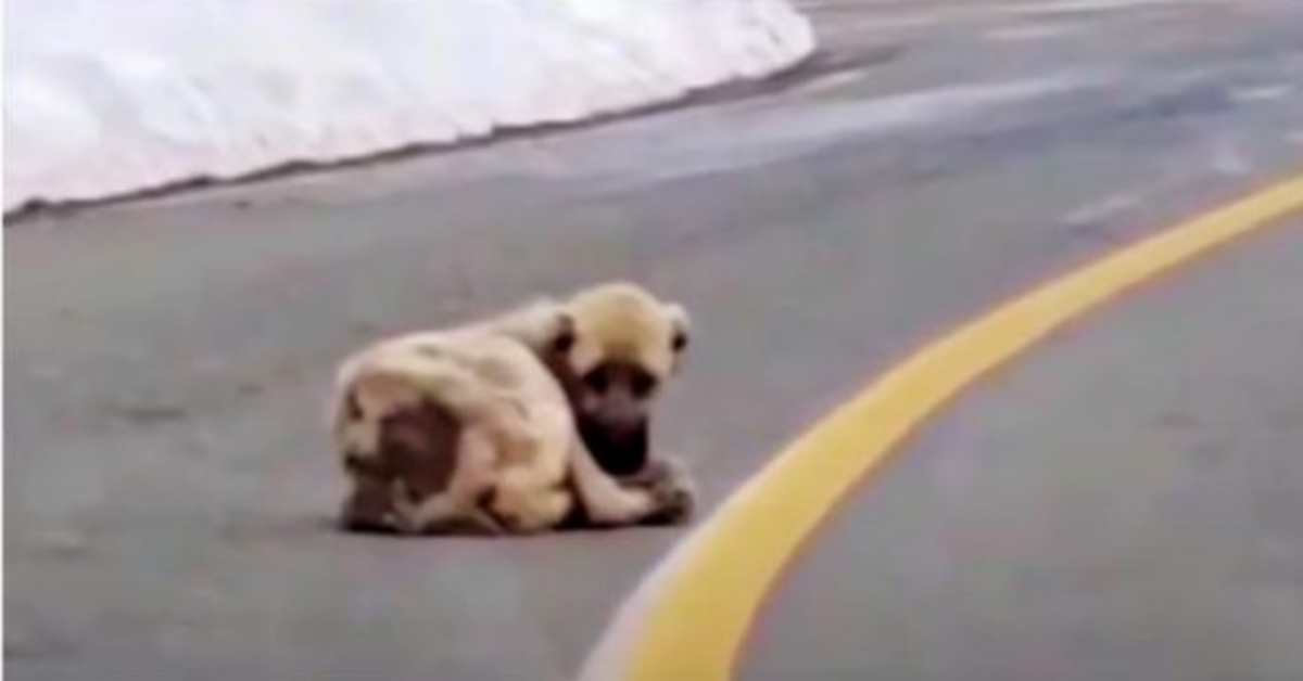 Dutý pes ležící na silnici toužil po teple a lepším životě, ale jeho srdce bylo divoké