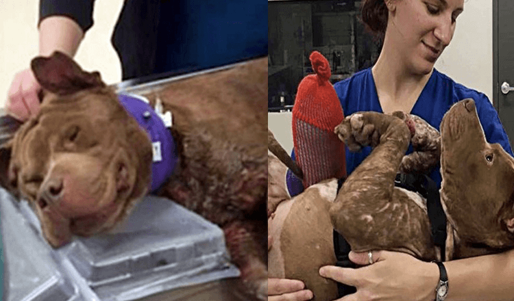 Zraněné štěně dostalo první teplou koupel poté, co bylo zachráněno z psích zápasů