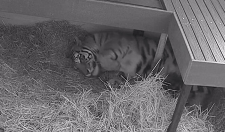 Tygr porodil v torontské zoo tři mláďata po 104 dnech těhotenství: Je příkladnou matkou