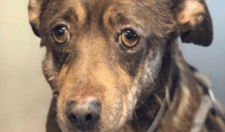 Seniorský pes s nejsmutnějšíma očima je vyhozen v útulku, protože “je příliš starý