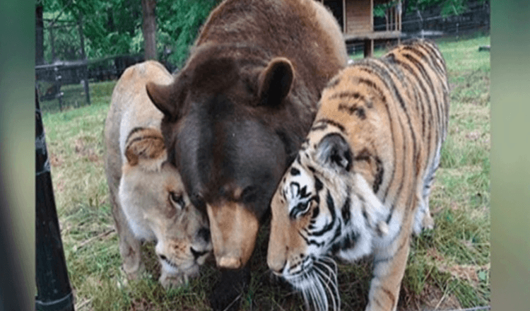 Lev, tygr a medvěd se stali přáteli na celý život poté, co byli zachráněni jako mláďata.