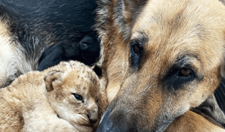 Německý ovčák adoptoval lvíčata poté, co je odmítla jejich matka