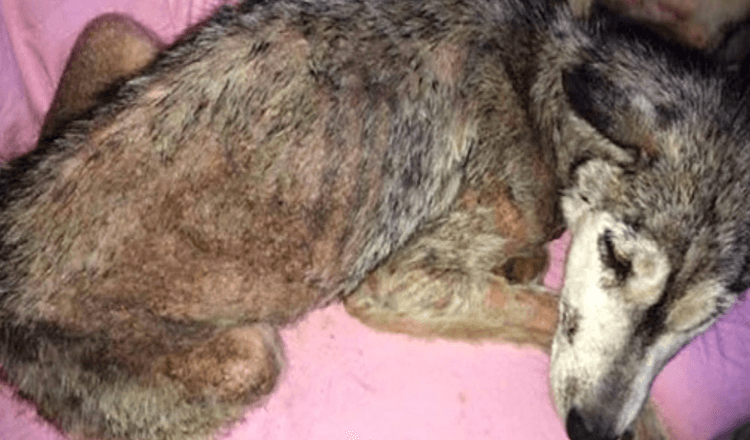 Pes byl týrán a odhozen na rušné dálnici, ale nebyl sám