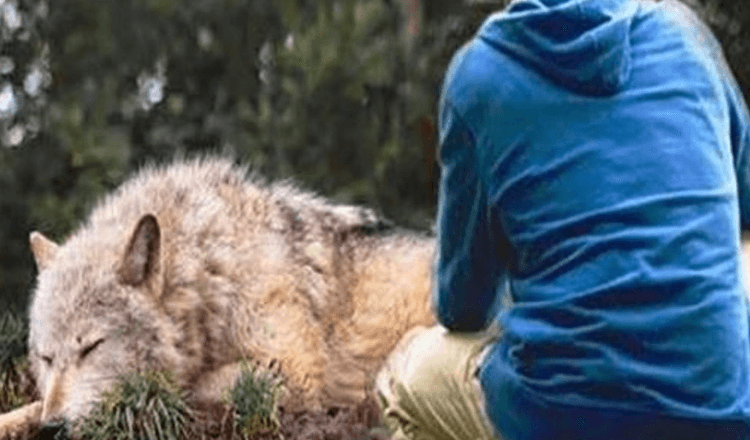 Muž zachránil vlka uvízlého v pasti, o čtyři roky později mu zachránila život