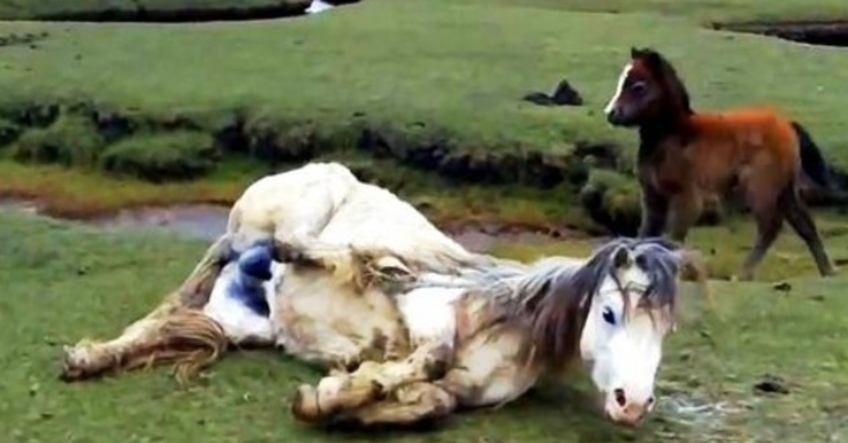 Máma koně se ošklivě zamotá a spadne, hříbě zpanikaří, když vidí blížící se příliv a odliv