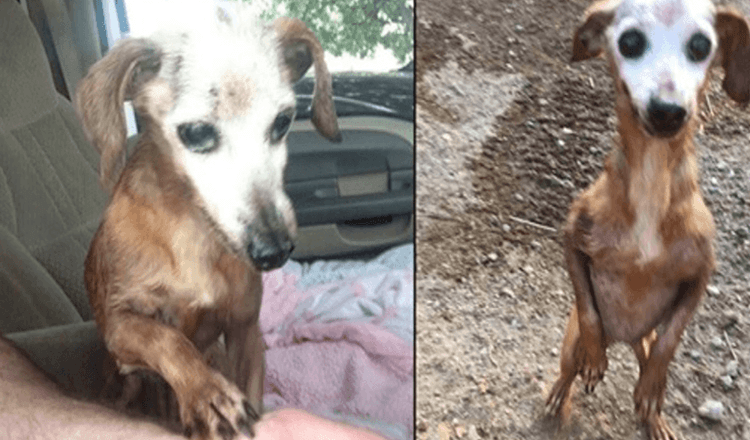 Muž zachránil starého psa z dálnice, ale jeho žena mu řekla, že si ho nemůže nechat