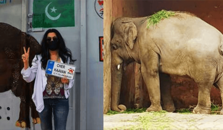 Proč americká zpěvačka Cher osvobodila slona Kavaana z pákistánské zoo