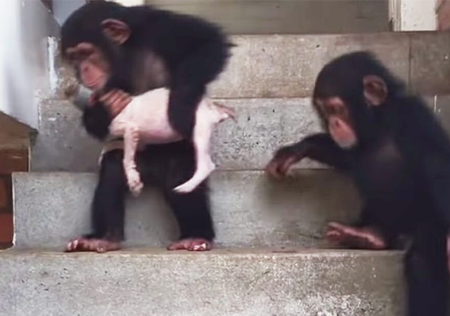 Umírající štěně se s pomocí milujících šimpanzů probouzí k životu