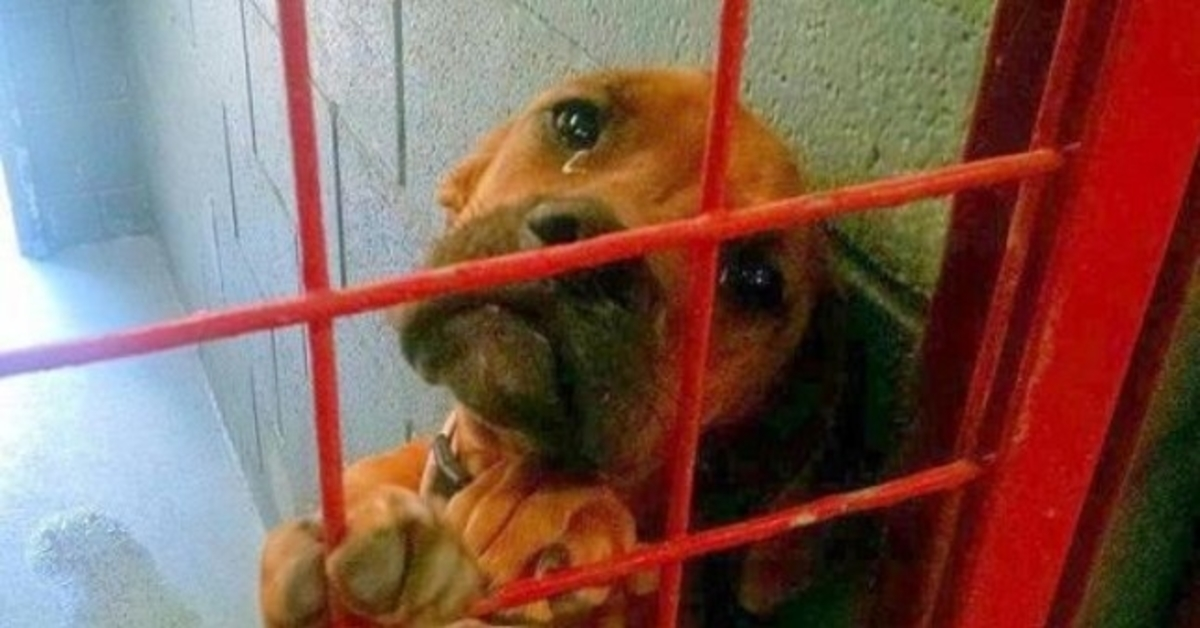Útulek sdílel fotografii psa, který pláče, protože si ho žádný potenciální osvojitel nevybral