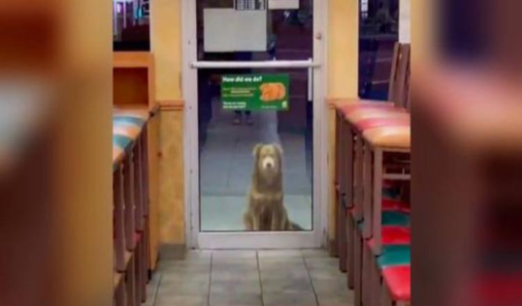 Tento opuštěný pes se každý večer vrací pro jídlo zdarma do obchodu se sendviči