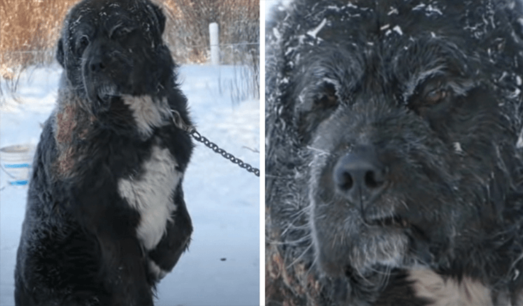 V mrazivém počasí se pes na řetězu střídá s jednou tlapou u studené země