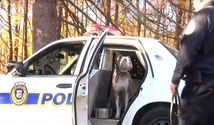 První newyorský policejní pes pitbull boří stereotypy o svém plemeni
