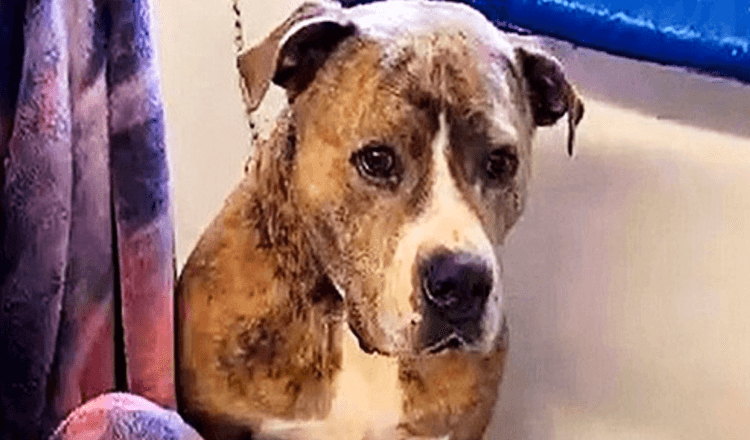 Pes po 720 dnech odmítání sedí sám ve smutném koutě útulku