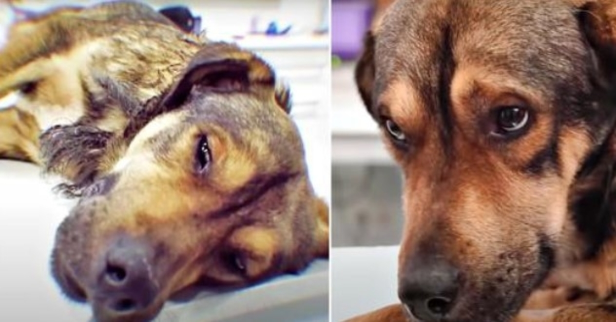 Pes oběšený na drátu prosil očima záchranáře, aby našli jeho zranění a uzdravili ho