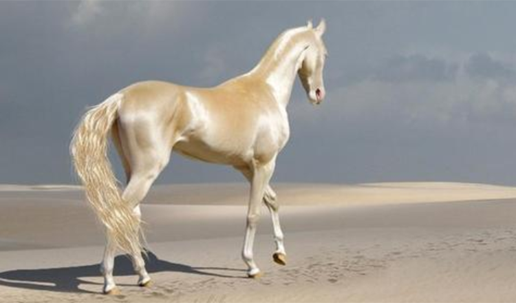 Seznamte se se vzácným tvorem, kterému lidé říkají “nejkrásnější kůň na světě” +7 fotografií