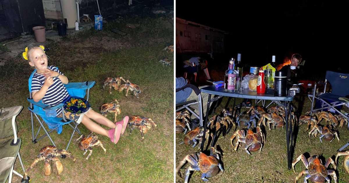 Obří krabi vtrhli na rodinný piknik a ukradli jim jídlo