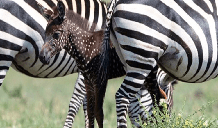 Mládě zebry se narodilo s tečkami místo pruhů – poprvé v historii (+8 fotografií)