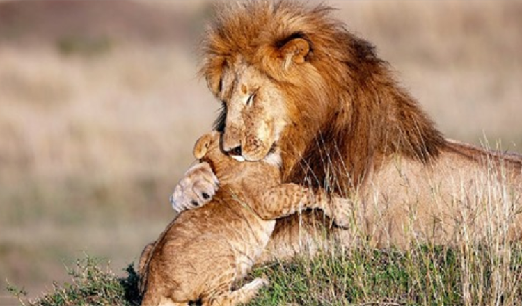 Fotograf zachytil lvího tátu a mládě v kouzelném objetí – Lví král v reálném životě (+5 fotek)
