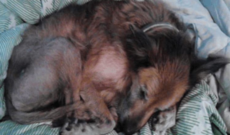 Umírajícího 16letého psa z útulku nikdo nechtěl