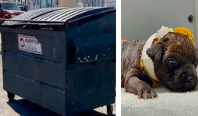 Těžce popálené štěně nalezené v popelnici poté, co kolemjdoucí uslyšel její pláč