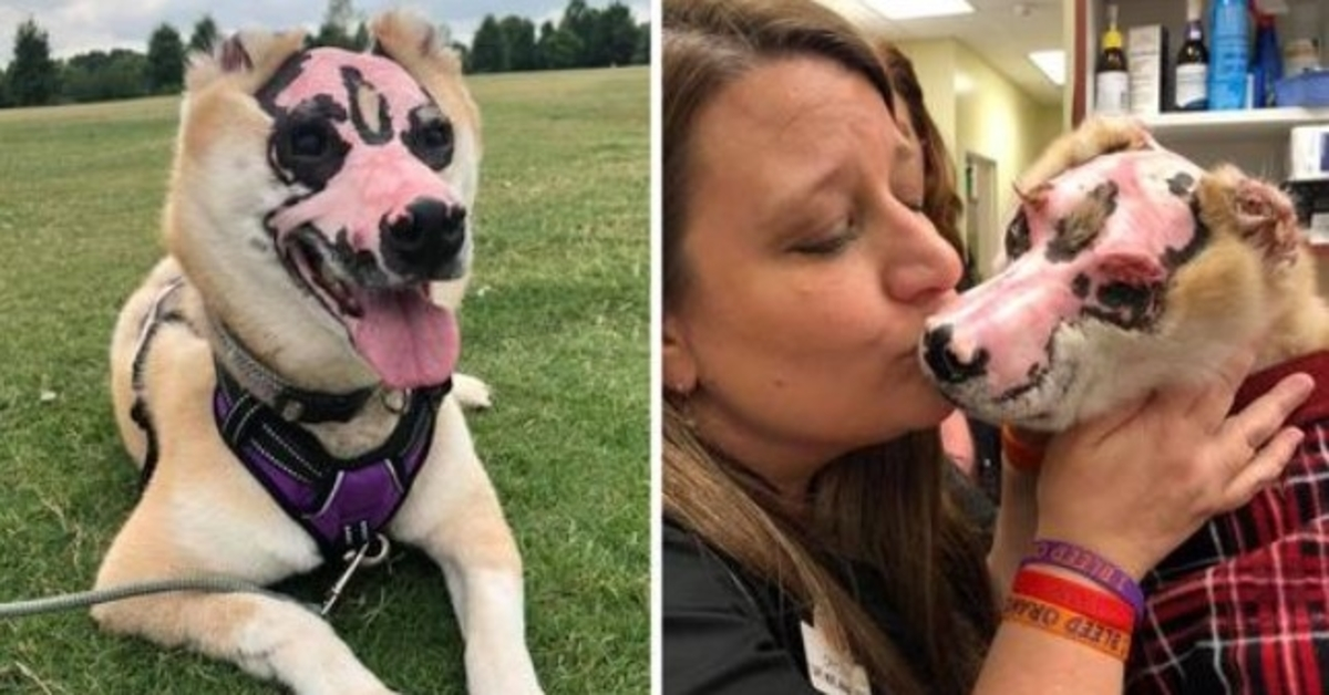 Shiba Inu, který přežil požár domu, se stal terapeutickým psem pro oběti popálenin