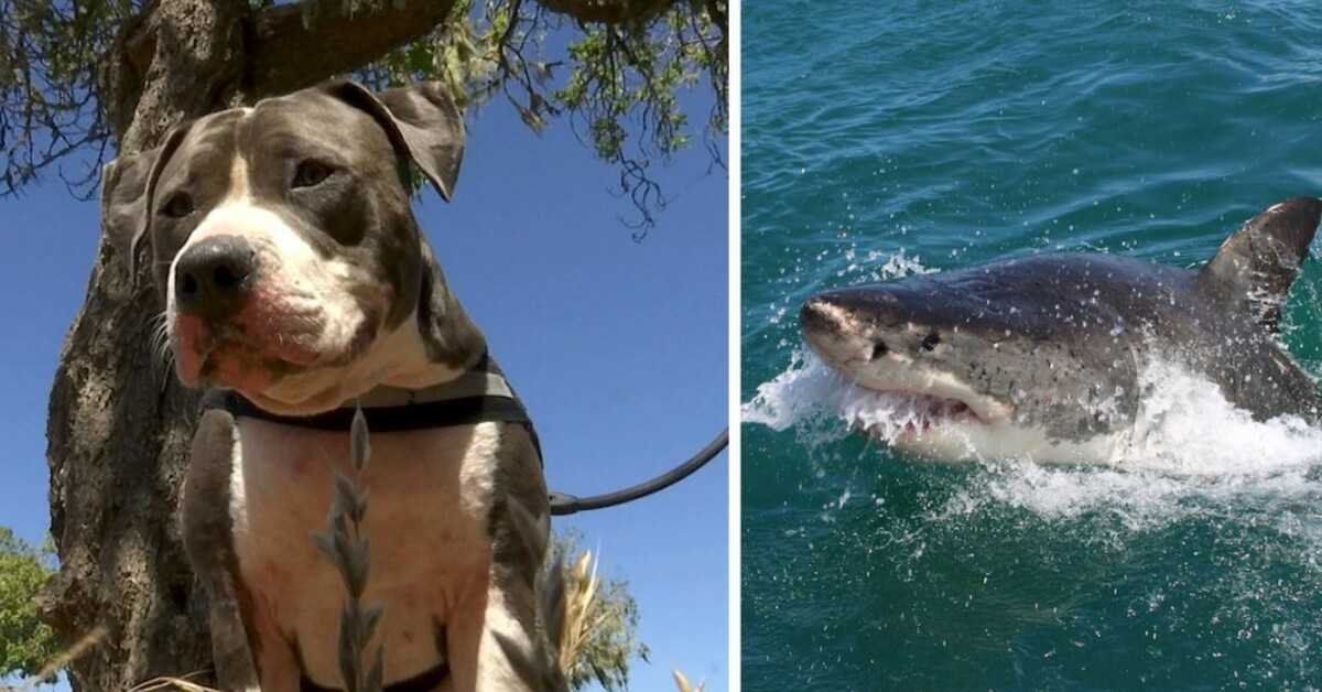 Pitbull se brání šestimetrovému žralokovi, aby zachránil svého majitele