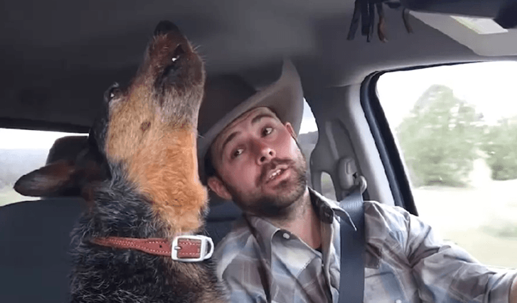 Pes zpívá sladký duet s kovbojem poté, co zazní její oblíbená píseň