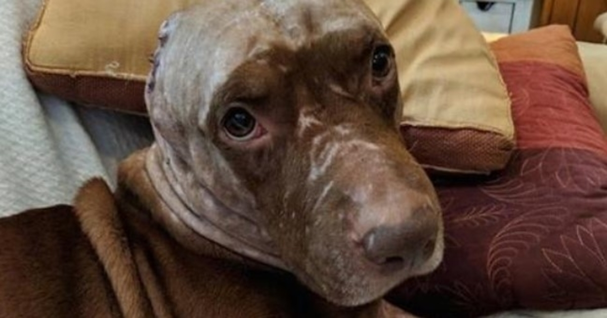 Smutný a vyděšený pes, kterému utrhli uši, se chce jen mazlit a najít si svůj domov