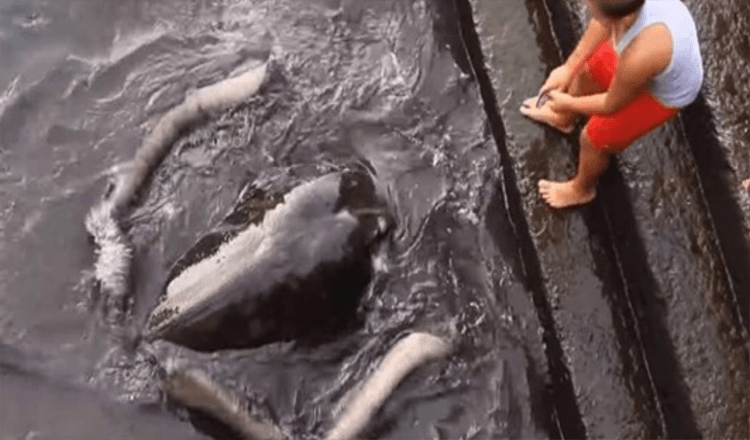 Video obřího rejnoka, který se vynořil z vody, aby pozdravil chlapce, se stalo virálním