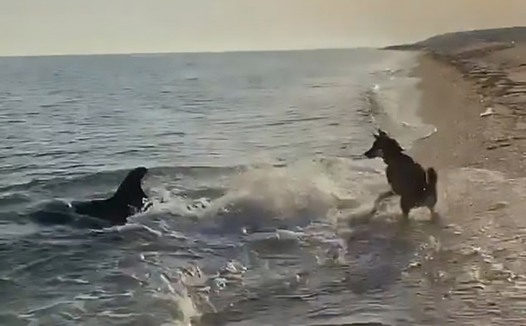 Neuvěřitelné video ukazuje psa a delfína, jak si spolu hrají na pláži