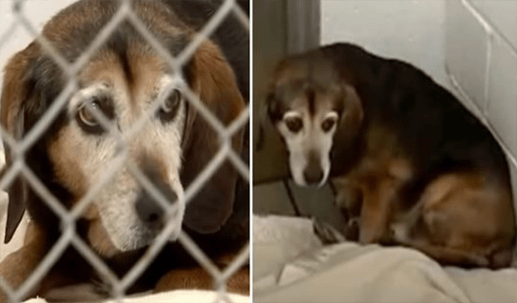 Dva roky ztracený psí senior pozná hlas majitele a reaguje dojemně