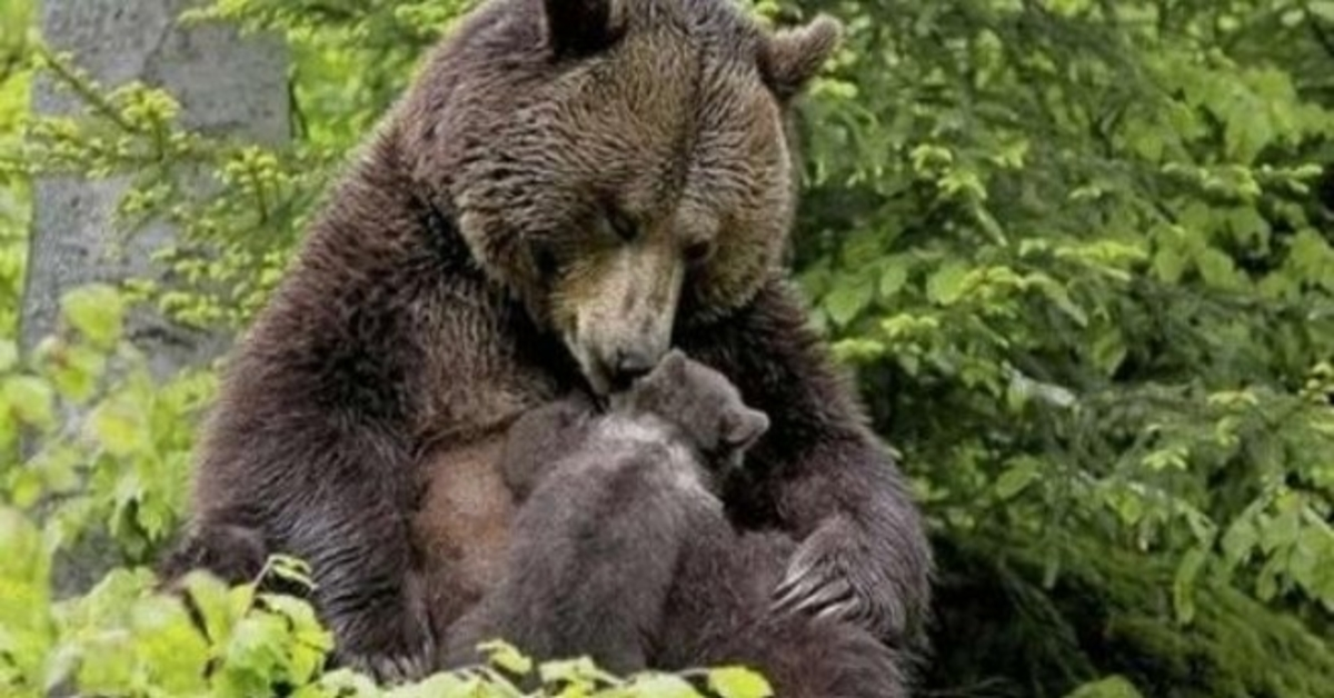 Medvěd přivedl své mládě k dívce, aby mu vytáhla třísku z tlapy