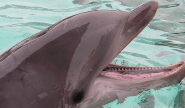 Tonoucího psa zachránili proplouvající delfíni